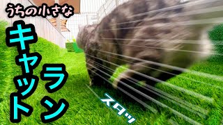【猫とDIY】ミヌエットと一緒にキャットランを作ってみた💕　#短足ミヌエット #しゃべる猫 #キャットラン screenshot 5