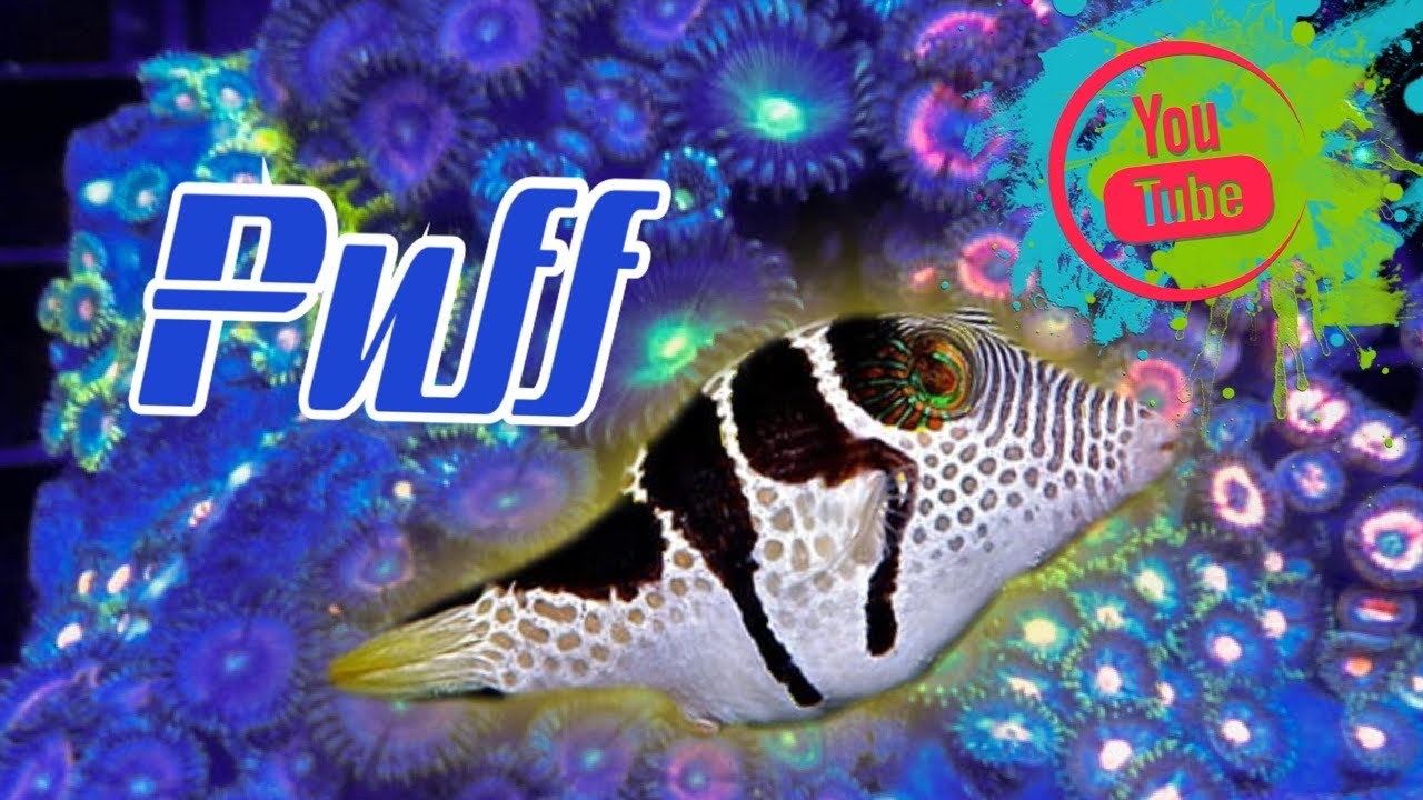 Puff the Puffer Fish Netflix puff netflix YouTube