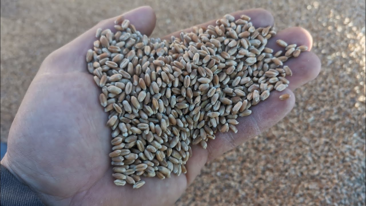 Подготовка семенного материала озимой пшеницы.