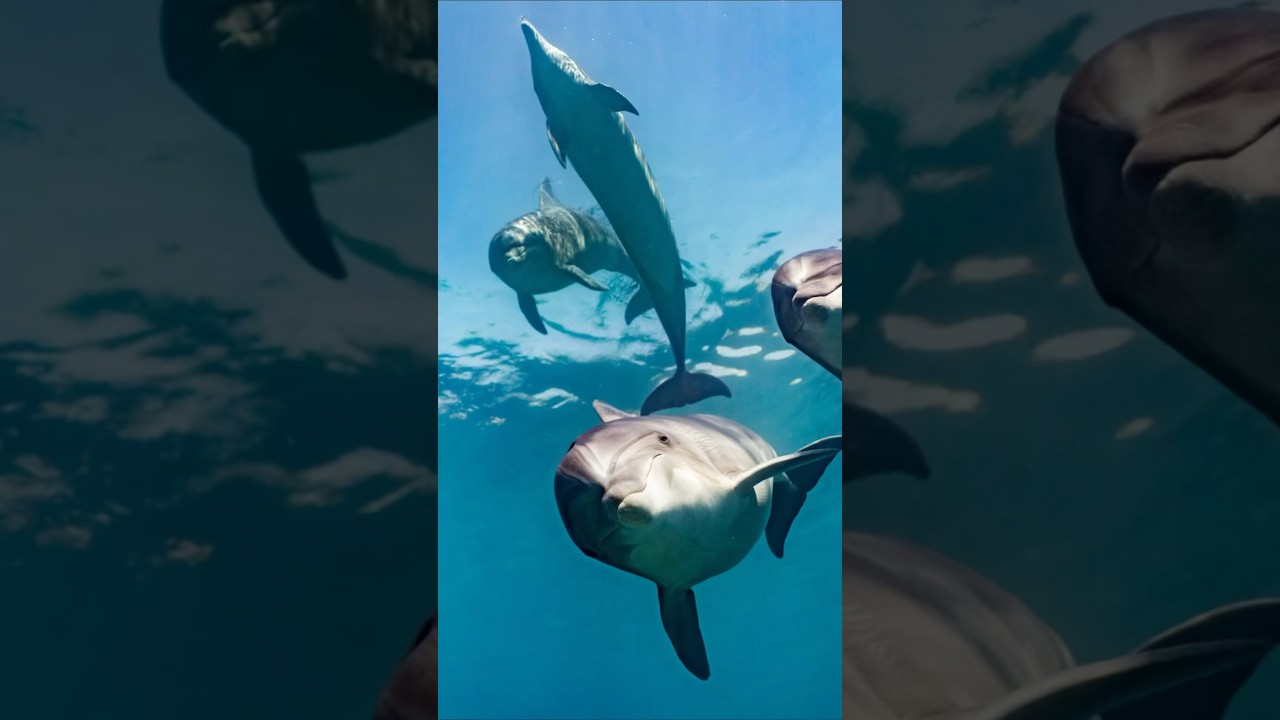 Dolphins Saved Their Life ? 😩🤯 