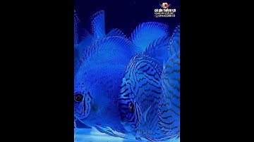 Cá Dĩa Bồ Câu Xanh | Discus Pigeon Blue | Cá Dĩa Thắng Lợi