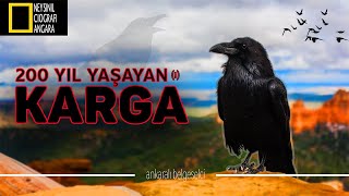 200 Yil Yalani Karga Belgeseli