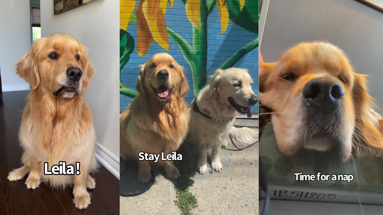 Taking My Dog To The City To See His Bestie YouTube