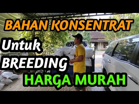 Konsentrat Kambing Paling Bagus
