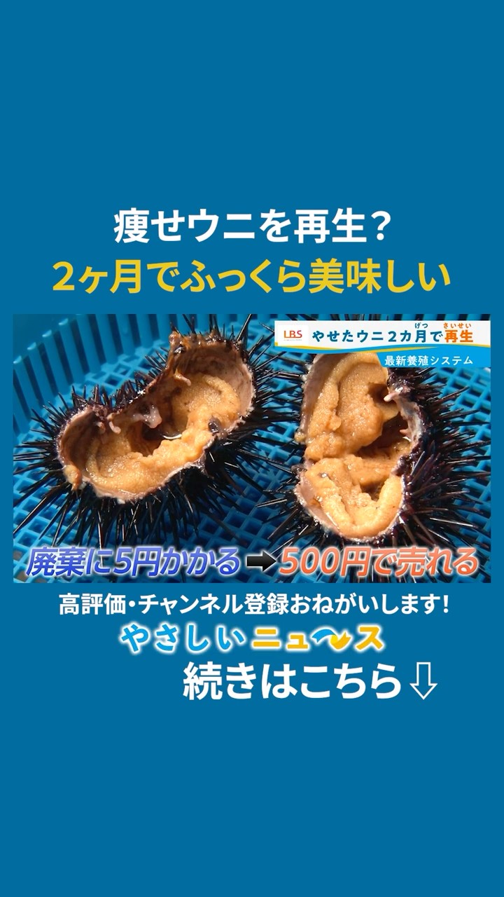 Turning Worthless Scrawny Sea Urchins Into Premium Produce in 2