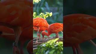 Discover San Antonio's Hidden Gems #travel #shorts