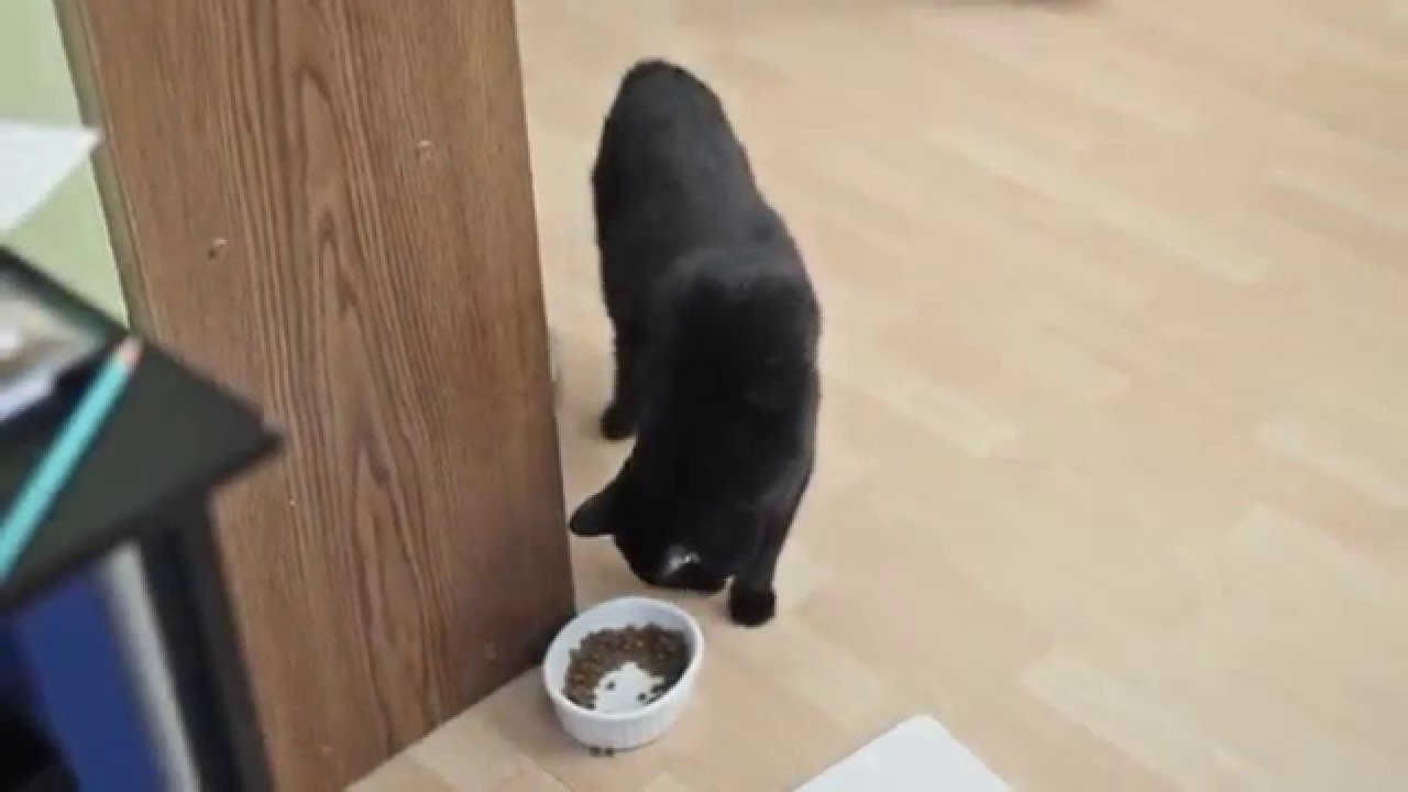 N2 the Talking Cat - N2 is Getting Better