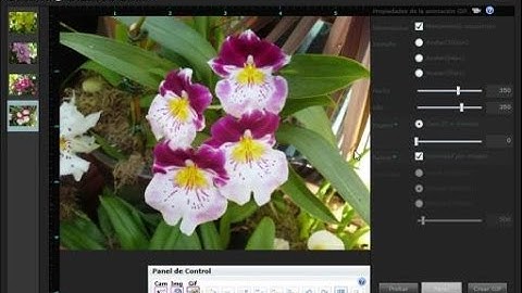 Como hacer GIF animados en linea sin Photoshop