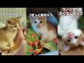猫飼ってる人にしかワカラナイ８連発