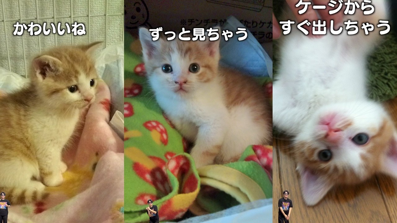 8 Things Only Cat Owners Understand - YouTube