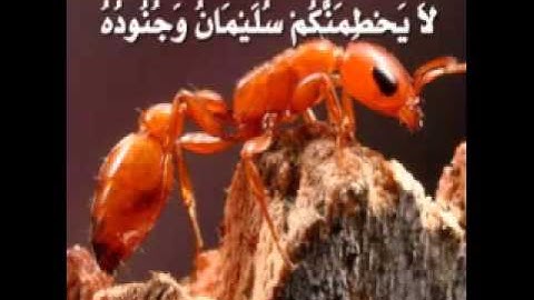 تلاوة لا توصف للشيخ أحمد العجمي سورة النمل  sheikh ahmed al ajmi surah annaml