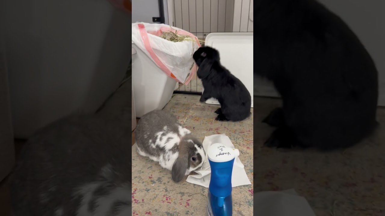 Cleaning Crew 🐇 🧼 