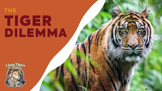 The Tiger Dilemma: How We Can Help | Lions Tigers & Bears | San Diego Animal Sanctuary