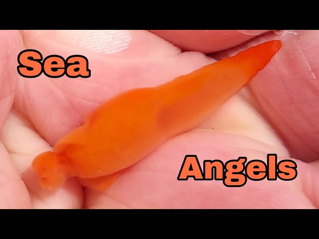 Sea Angels. A 1st for me! - YouTube