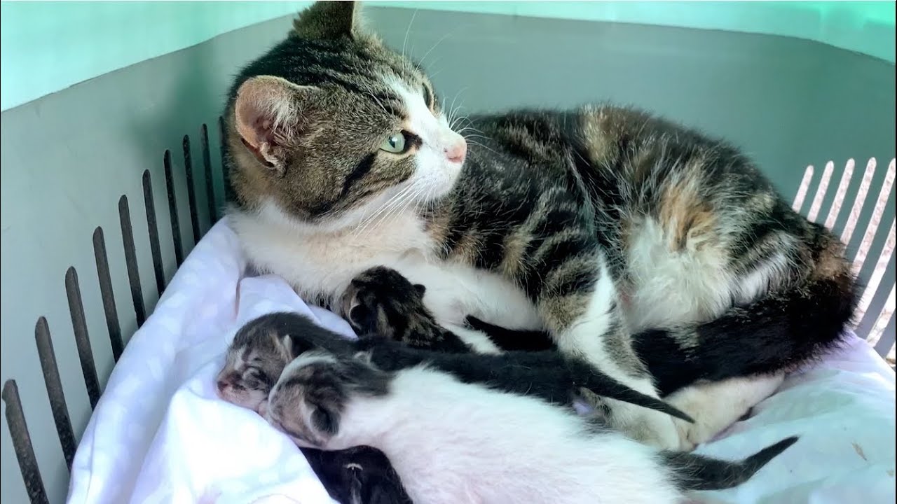 mother-cat-let-me-touch-her-newborn-baby-kitten-youtube