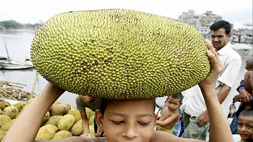 ¿Qué fruta se conoce como la fruta del pobre?