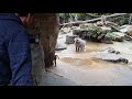 mad hamadryas baboon over protective father.