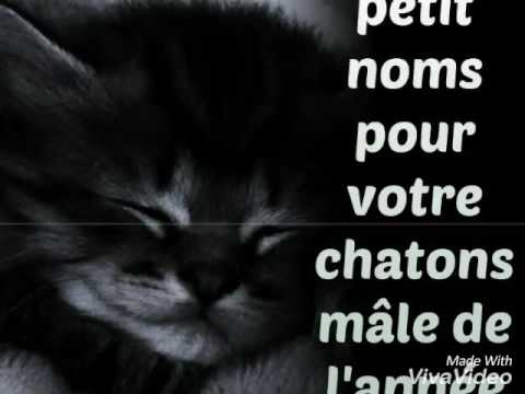 Noms De Chat Male Pour L Annee 16 Youtube