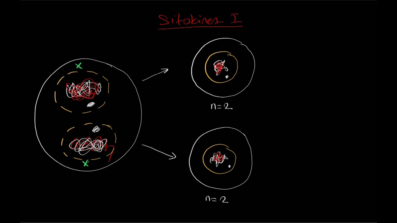 Mayoz bölünme evreleri (profaz I-II, metafaz I-II, anafaz I-II, telofaz I-II, sitokinez I-II)