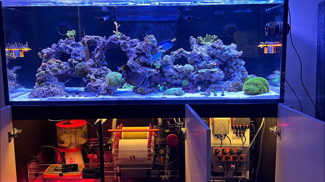 Red Sea 525 G2+  tank update with some new AI Blades and World Wide Corals.
