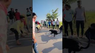 Kolhapur dog race 🚀😱 || kolhapur dog racing / dog race maharashtra || #shorts #arfyads