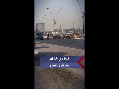 قطيع من الأغنام يعرقل السير بشارع رئيسي في قضاء الزبير