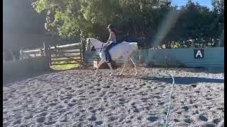 Silver's flat work bareback