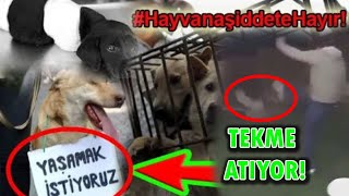 Yeter Artik Hayvanlara Yapilan Bu Ezi̇yet Sokaklar Hayvanlarindir