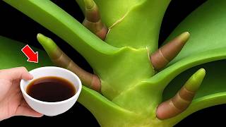 🌸1 cup per week! Orchids produce 1001 new roots and flowers instantly! screenshot 2