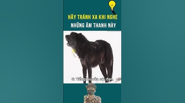 Hãy tránh xa khi nghe thấy những âm thanh này | Kỳ quan bí ẩn #kqba