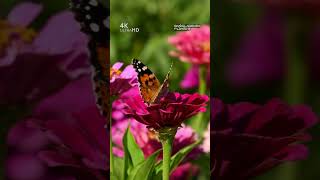 Erfly Vanessa Cardui On Zinnia Flower 4K Vertical Video