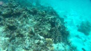 20150408埃及紅海浮潛2