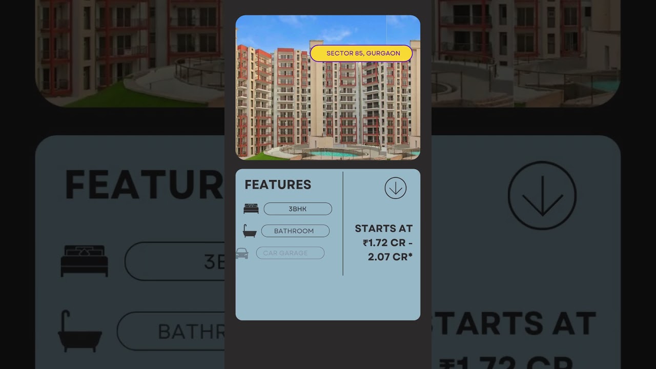 Orris Aster Court Premier