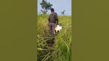 🔴 POIN PERGAM PUTIH #hunt #huntbird #berburupergam #berburupergamterbaru #pergamhijau