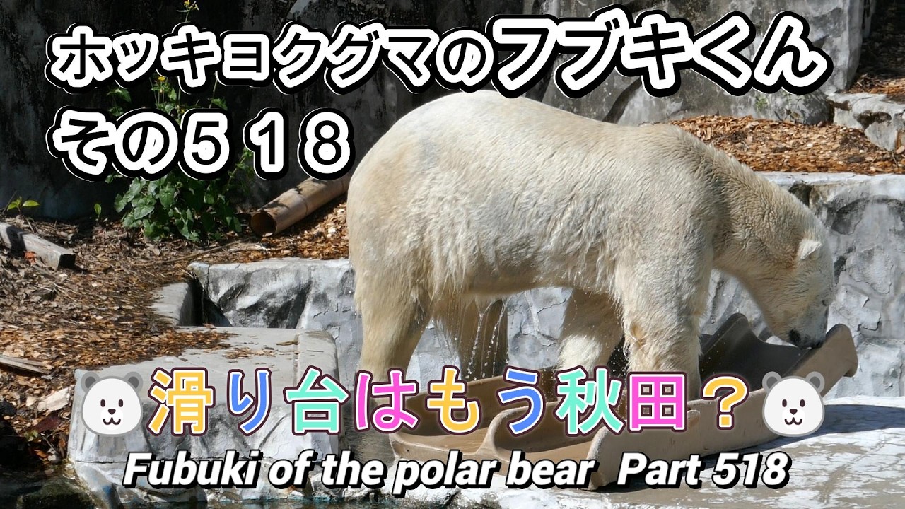 Fubuki the polar bear (Part 518) 🐻‍❄️ Is it already time for