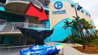 Clearwater Marine Aquarium Florida Full Tour 2024