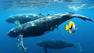 Soft Ocean Waves 🌊 Peaceful Marine Life & Sleep Ambience in 4K screenshot 1