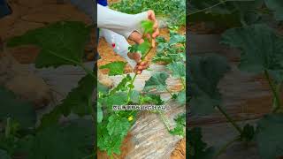 To encourage abundant growth in melons, the method of topping