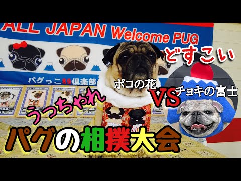 🟡【パグ②】第11回ALL JAPAN welcome PUG2022後編〜パグっこ大相撲の巻〜