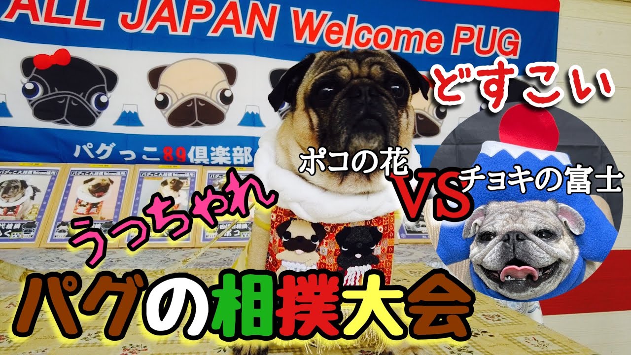 パグちゃん welcomeボード 【パグ②】第11回ALL JAPAN welcome PUG2022