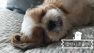 강아지 코골이 by 시츄 의중 452 views 5 months ago 28 seconds