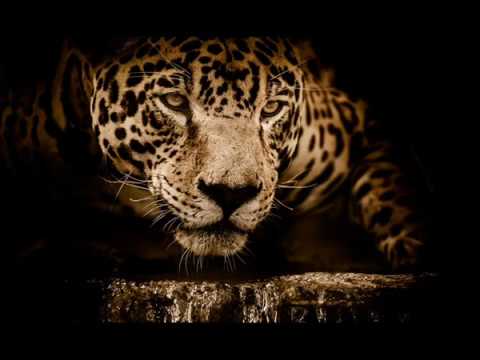 Quincas Moreira - Jaguar