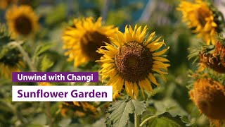 Unwind with Changi: Sunflower Garden