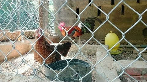 Gà rừng + rặc nọc mã vàng đã thuần đúc mái...