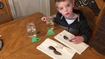 How Do Pine Cones Open and Close?