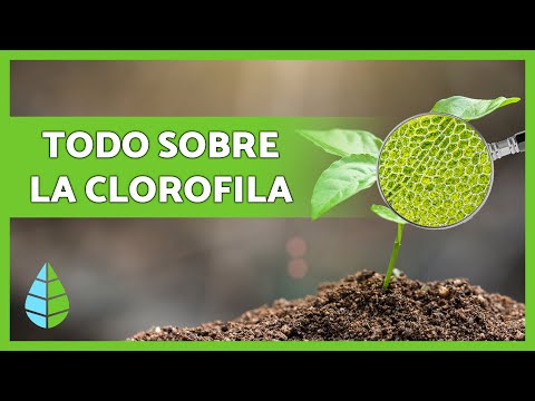 Video: ¿Por Qué Necesitamos Clorofila Líquida?
