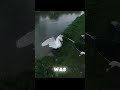 This kind man helped this swan! 💕💕 #kindnessiscool #animals #pets #entertaininganimals #animallife
