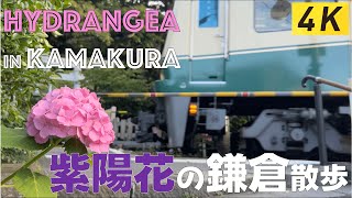 Hydrangea in Kamakura Walking Tour (Walk along Enoden #2)