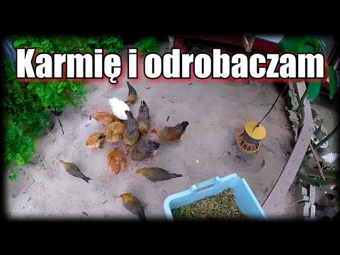 Karmię i odrobaczam kury | Odrobaczanie naturalnymi metodami