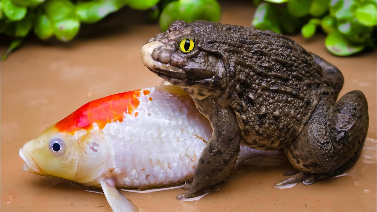 Stop Motion Frogs, Eels, Crabs Hunt Koi Fish Survival Battle Colorful